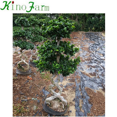 8 Shape Natural Plant карликовое дерево Ficus