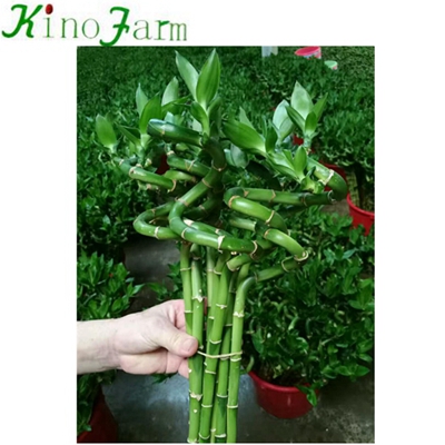 Дракаена Сандерриана braided lucky bamboo plant