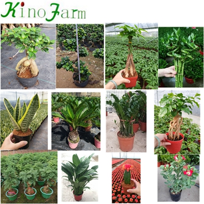 All Types Of Сансевиерия Plants