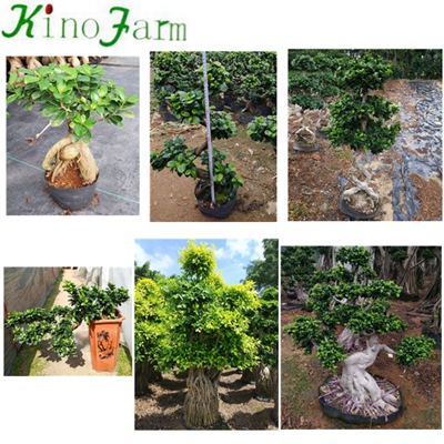 В помещении Plant Ficus Ginseng карликовое дерево дерево
