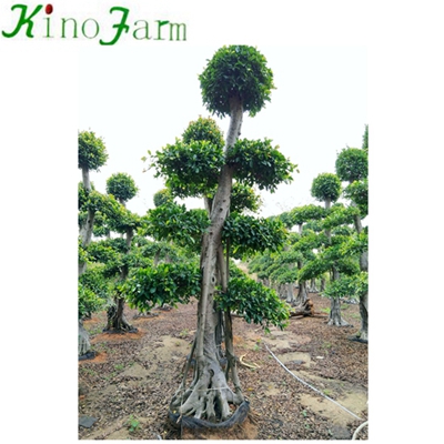 Natural Plant карликовое дерево Ficus Plant 