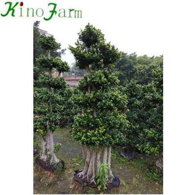 Outdoor Natural Plant карликовое дерево Ficus
