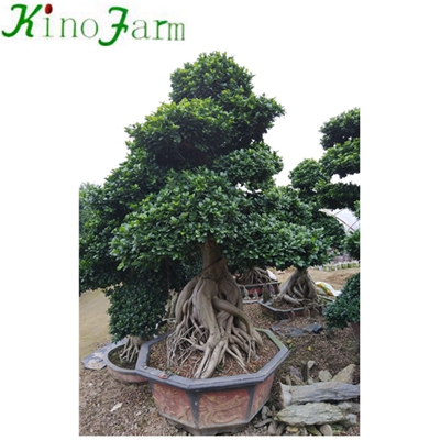 Natural Plant Outdoor Ficus дерево