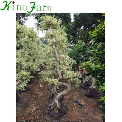 Natural Plant Outdoor Ficus дерево