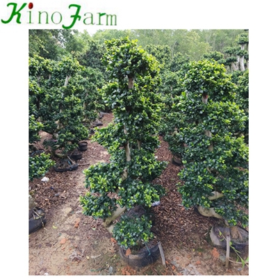 Natural Plant Outdoor Ficus дерево For Sale