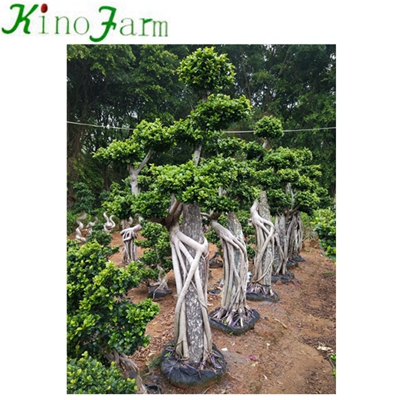 Outdoor Plant Фикус Микрокарпа карликовое дерево For Sale