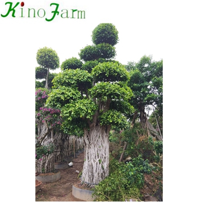 Outdoor Chinese карликовое дерево дерево Фикус Бонсай 