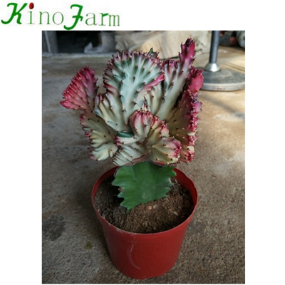 Natural В помещении Cactus Plants