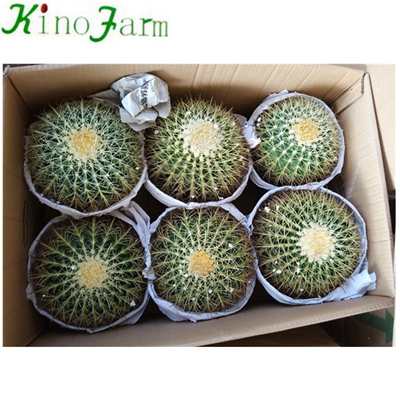 Wholesale Natural В помещении Cactus