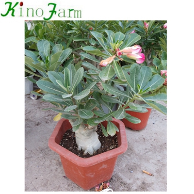 Natural Plant Adenium Пустынная роза