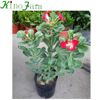 Natural Adenium Пустынная роза Plant