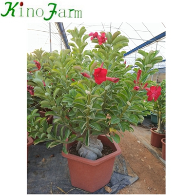 Natural Adenium Пустынная роза China