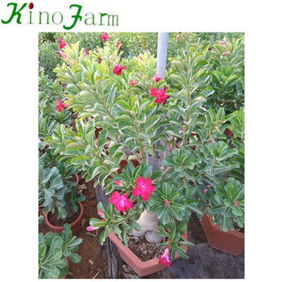Natural Plant China Adenium Пустынная роза