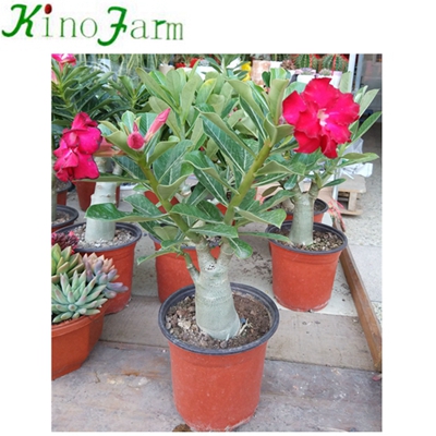 China Adenium Пустынная роза For Sale