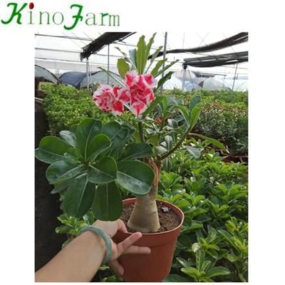 China Adenium Пустынная роза For Sale