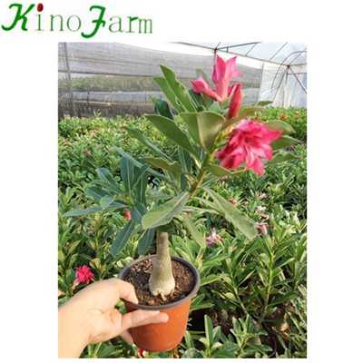 China Adenium Пустынная роза карликовое дерево