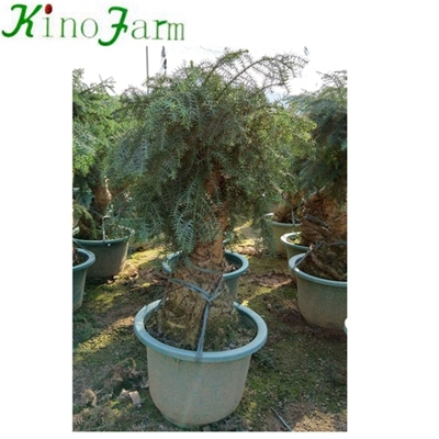 Крытый завод Araucaria heterophylla карликовое дерево