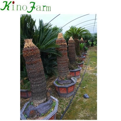 Природные растения Cycas Palm