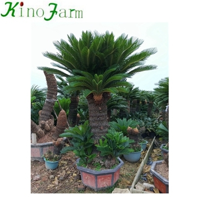 Природная растительная саго пальма