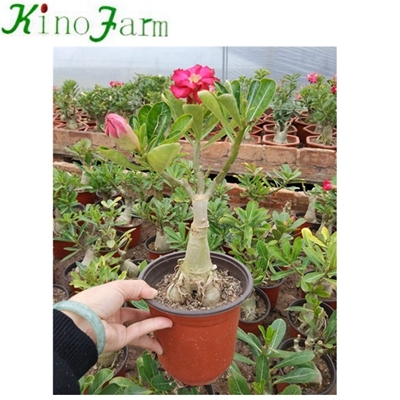 Пустыня Adenium Rose China